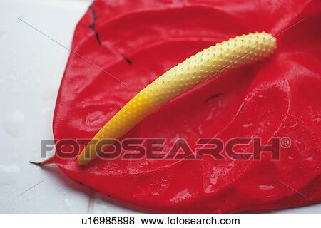 Stock Photo - Closed Up Image of a Anthurium Flower, Differential Focus. Fotosearch