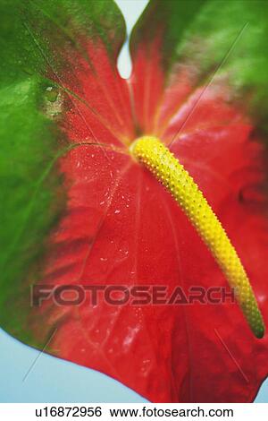 Stock Photograph - Closed Up Image of a Anthurium Flower, Differential Focus. Fotosearch