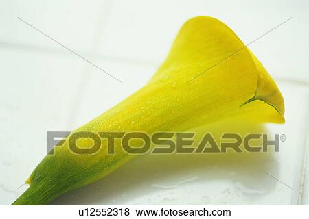 Closed Up Image of a Calla Flower on the White Tiles, High Angle View View Large Photo Image Stock Photo - Closed Up Image of a Calla Flower on the White Tiles, High Angle View. Fotosearch