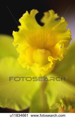 Closed Up Image of a Crchid Flower, Differential Focus View Large Photo Image Stock Image - Closed Up Image of a Crchid Flower, Differential Focus. Fotosearch
