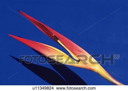 Closed Up Image of a Heliconia Flower View Large Photo Image Picture - Closed Up Image of a Heliconia Flower. Fotosearch