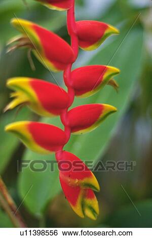 Closed Up Image of a Heliconia Flower, Differential Focus View Large Photo Image Stock Photograph - Closed Up Image of a Heliconia Flower, Differential Focus. Fotosearch
