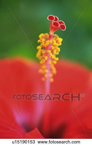 Closed Up Image of a Hibiscus Flower, Differential Focus View Large Photo Image Stock Image - Closed Up Image of a Hibiscus Flower, Differential Focus. Fotosearch