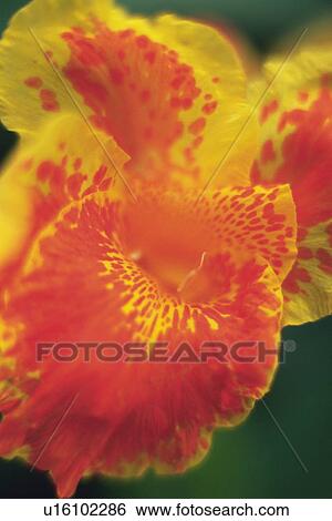 Closed Up Image of a Orchid Flower, Differential Focus View Large Photo Image Stock Photograph - Closed Up Image of a Orchid Flower, Differential Focus. Fotosearch