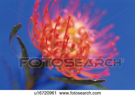 Stock Image - Closed Up Image of a Pincushion Flower, Differential Focus. Fotosearch