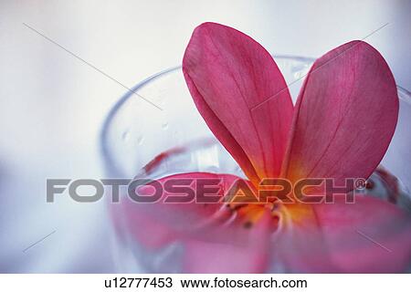 Closed Up Image of a Plumeria Flower in a Glass Cup, Differential Focus View Large Photo Image Stock Image - Closed Up Image of a Plumeria Flower in a Glass Cup, Differential Focus. Fotosearch