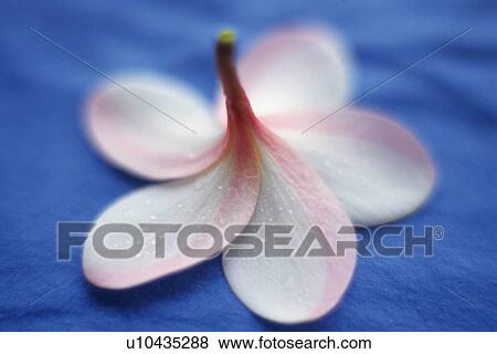 Stock Photo - Closed Up Image of a Plumeria Flower on a Blue Cloth, Differential Focus. Fotosearch