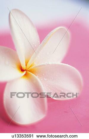 Stock Image - Closed Up Image of a Plumeria Flower, Differential Focus. Fotosearch