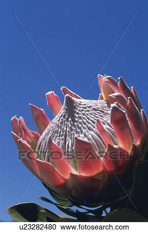 Closed Up Image of a Protea Flower, Differential Focus View Large Photo Image Stock Image - Closed Up Image of a Protea Flower, Differential Focus. Fotosearch
