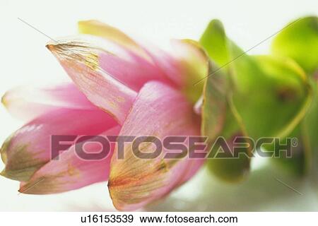 Closed Up Image of a Protea Flower, Differential Focus View Large Photo Image Stock Photo - Closed Up Image of a Protea Flower, Differential Focus. Fotosearch