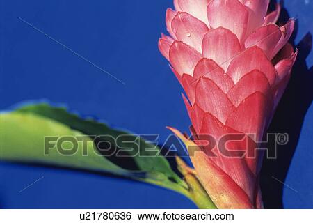 Closed Up Image of a Red Ginger, Differential Focus View Large Photo Image Stock Photograph - Closed Up Image of a Red Ginger, Differential Focus. Fotosearch