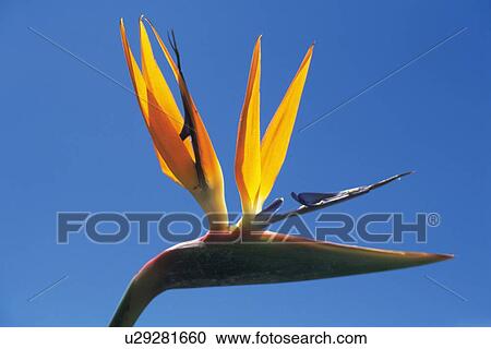 Stock Image - Closed Up Image of a Strelitzia Reginae Flower. Fotosearch