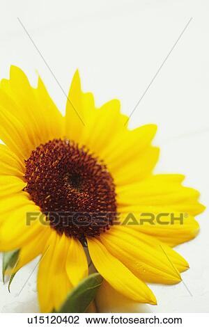 Stock Image - Closed Up Image of a Sunflower, Differential Focus. Fotosearch