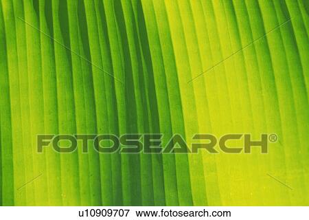Stock Photo - Closed Up Image of a Tropical Leaf. Fotosearch