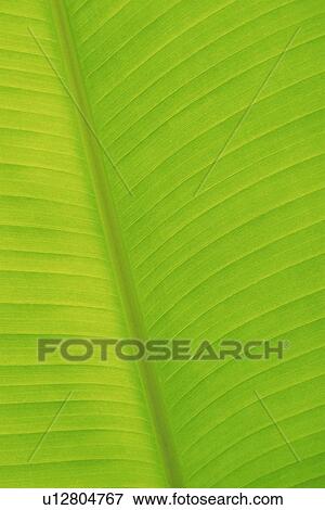 Closed Up Image of a Tropical Leaf View Large Photo Image Stock Photo - Closed Up Image of a Tropical Leaf. Fotosearch
