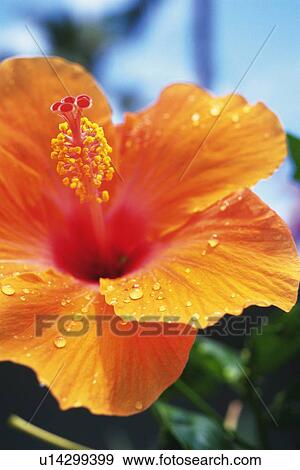 Closed Up Image of a Wet Hibiscus Flower, Differential Focus View Large Photo Image Stock Photo - Closed Up Image of a Wet Hibiscus Flower, Differential Focus. Fotosearch