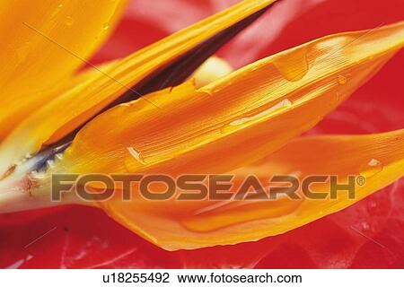 Closed Up Image of a Wet Strelitzia Reginae, Differential Focus View Large Photo Image Stock Image - Closed Up Image of a Wet Strelitzia Reginae, Differential Focus. Fotosearch