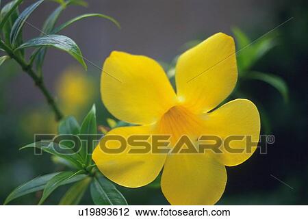 Stock Image - Closed Up Image of a Yellow Tropical Flower, Differential Focus. Fotosearch