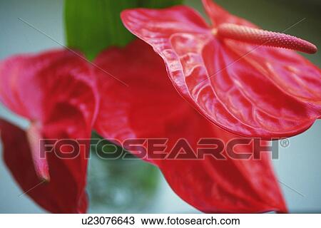 Closed Up Image of Anthurium Flowers, Differential Focus View Large Photo Image Stock Image - Closed Up Image of Anthurium Flowers, Differential Focus. Fotosearch