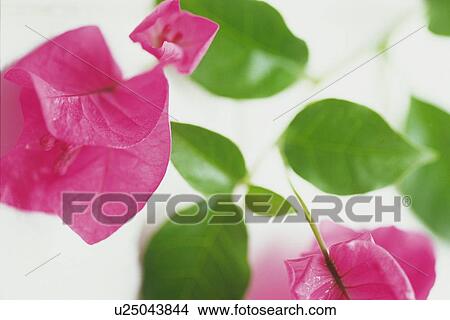 Picture - Closed Up Image of Bougainvillea Flowers, Differential Focus. Fotosearch