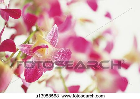 Stock Photo - Closed Up Image of Orchid Flowers, Differential Focus. Fotosearch