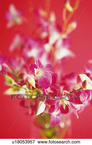 Closed Up Image of Orchid Flowers, Differential Focus View Large Photo Image Stock Photo - Closed Up Image of Orchid Flowers, Differential Focus. Fotosearch