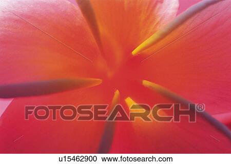 Closed Up Image of Tropical Flower, Differential Focus View Large Photo Image Stock Image - Closed Up Image of Tropical Flower, Differential Focus. Fotosearch