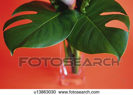 Stock Image - Closed Up Image of Tropical Leaves, Differential Focus. Fotosearch