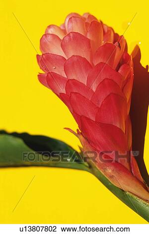 Closed Up Studio Shot of a Red Ginger, Differential Focus View Large Photo Image Stock Image - Closed Up Studio Shot of a Red Ginger, Differential Focus. Fotosearch