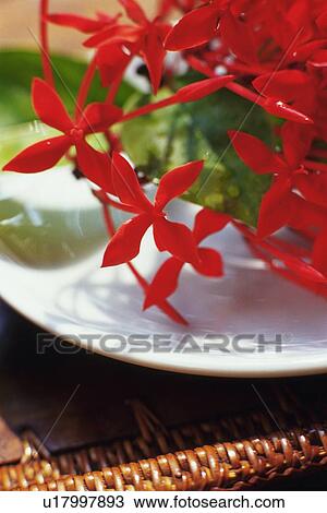 Flowers on a Plate, Differential Focus, Close Up View Large Photo Image Stock Image - Flowers on a Plate, Differential Focus, Close Up. Fotosearch