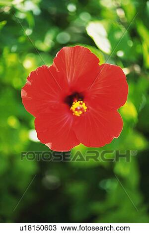 Stock Image - Front View of a Hibiscus Flower, Differential Focus. Fotosearch
