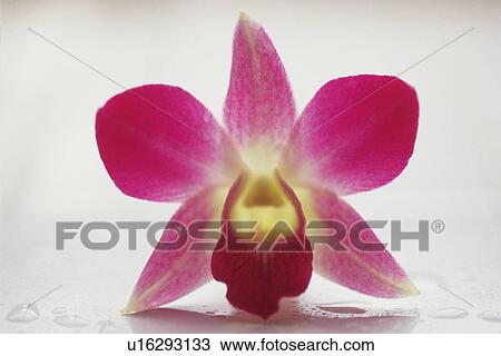 Front View Studio Shot of a Orchid Flower View Large Photo Image Stock Image - Front View Studio Shot of a Orchid Flower. Fotosearch