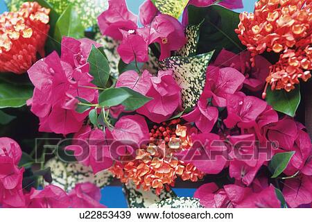 Stock Photo - Full Frame of Bougainvillea Flowers, Differential Focus. Fotosearch