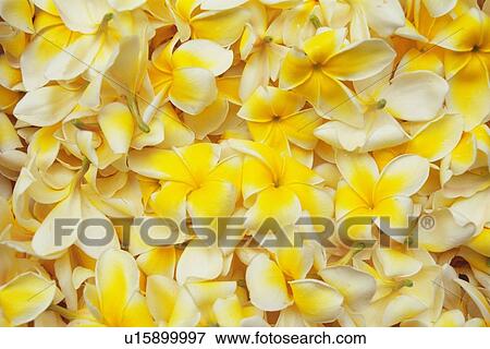 Full Frame of Plumeria Flowers View Large Photo Image Stock Photo - Full Frame of Plumeria Flowers. Fotosearch