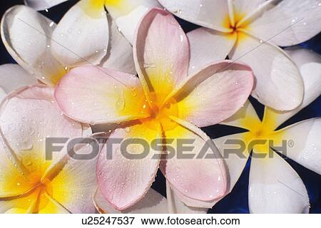 Stock Photo - Full Frame of Plumeria Flowers. Fotosearch