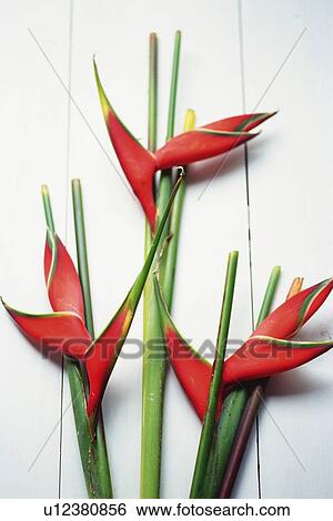Heliconia Flowers on the White Tiles, Stuidio Shot View Large Photo Image Stock Photograph - Heliconia Flowers on the White Tiles, Stuidio Shot. Fotosearch