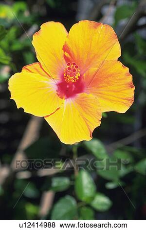 Stock Photo - Hibiscus Flower, Differential Focus. Fotosearch