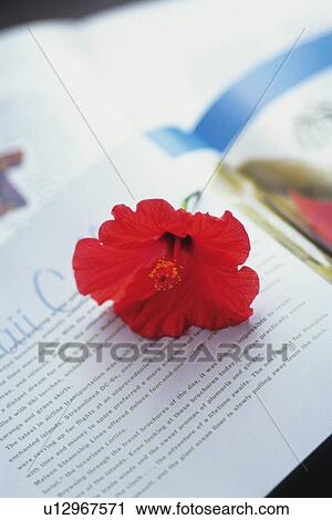 Hibiscus Flower on a Book Page, Differential Focus View Large Photo Image Stock Image - Hibiscus Flower on a Book Page, Differential Focus. Fotosearch