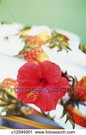 Hibiscus Flower on a Pineapple Print Cloth, Differential Focus View Large Photo Image Stock Image - Hibiscus Flower on a Pineapple Print Cloth, Differential Focus. Fotosearch