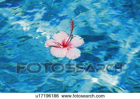 Stock Photograph - Hibiscus Flower on the Water, High Angle View. Fotosearch