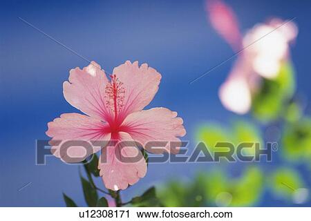 Stock Image - Hibiscus Flowers, Differential Focus, . Fotosearch