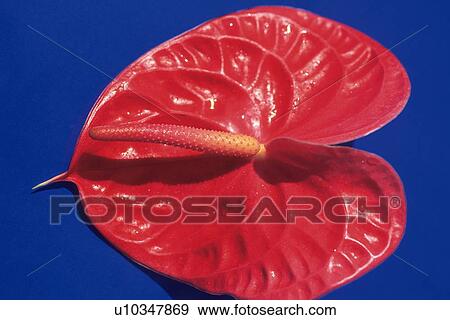 Stock Photo - High Angle View of a Anthurium Flower, Close UP. Fotosearch