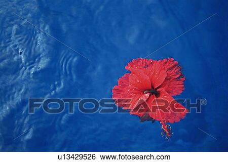 High Angle View of a Hibiscus Flowers on the Water, Copy Space View Large Photo Image Stock Photograph - High Angle View of a Hibiscus Flowers on the Water, Copy Space. Fotosearch