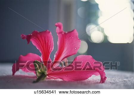 Low Angle Closed Up Image of a Orchid Flower, Differential Focus View Large Photo Image Stock Image - Low Angle Closed Up Image of a Orchid Flower, Differential Focus. Fotosearch