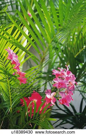 Orchid Flowers and Leaves, Differentila Focus View Large Photo Image Stock Image - Orchid Flowers and Leaves, Differentila Focus. Fotosearch