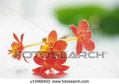 Stock Image - Orchid Flowers, Differential Focus. Fotosearch