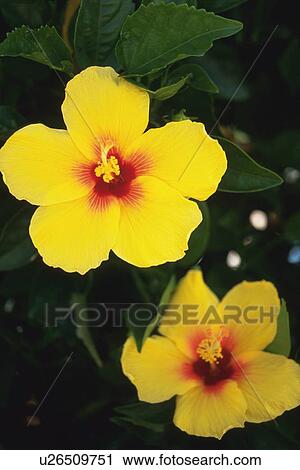 Stock Image - Pair of Hibiscus Flowers, Differential Focus. Fotosearch