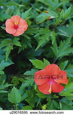 Pair of Hibiscus Flowers, High Angle View View Large Photo Image Stock Photography - Pair of Hibiscus Flowers, High Angle View. Fotosearch