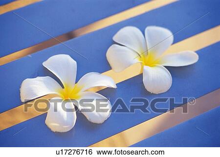 Pair of Plumeria Flowers on the Boards, Differential Focus View Large Photo Image Stock Photograph - Pair of Plumeria Flowers on the Boards, Differential Focus. Fotosearch