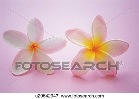 Pair of Plumeria Flowers, Studio Shot View Large Photo Image Stock Photo - Pair of Plumeria Flowers, Studio Shot. Fotosearch